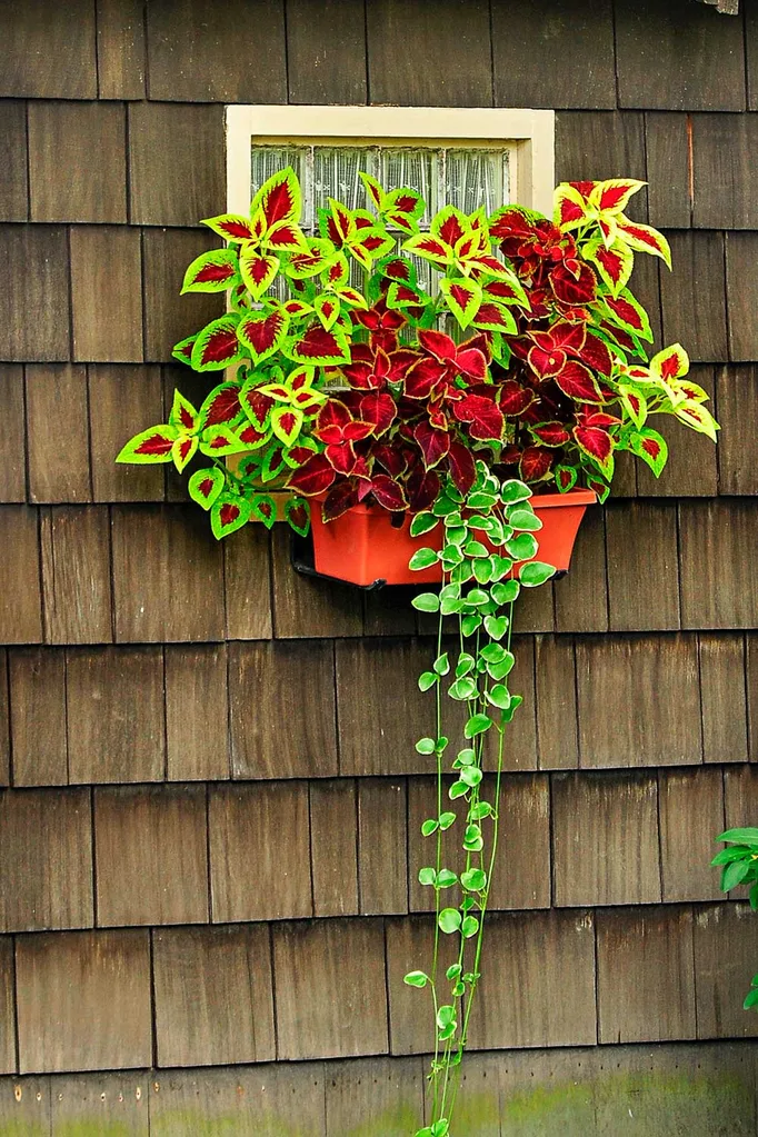 Window box flowers