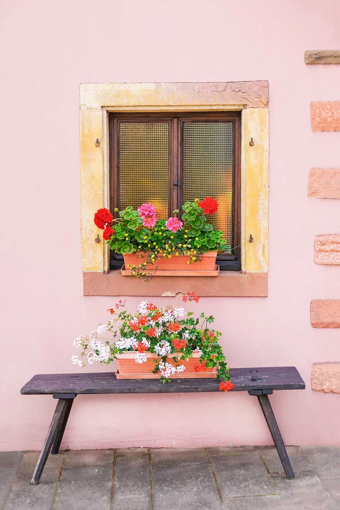 Window box flowers