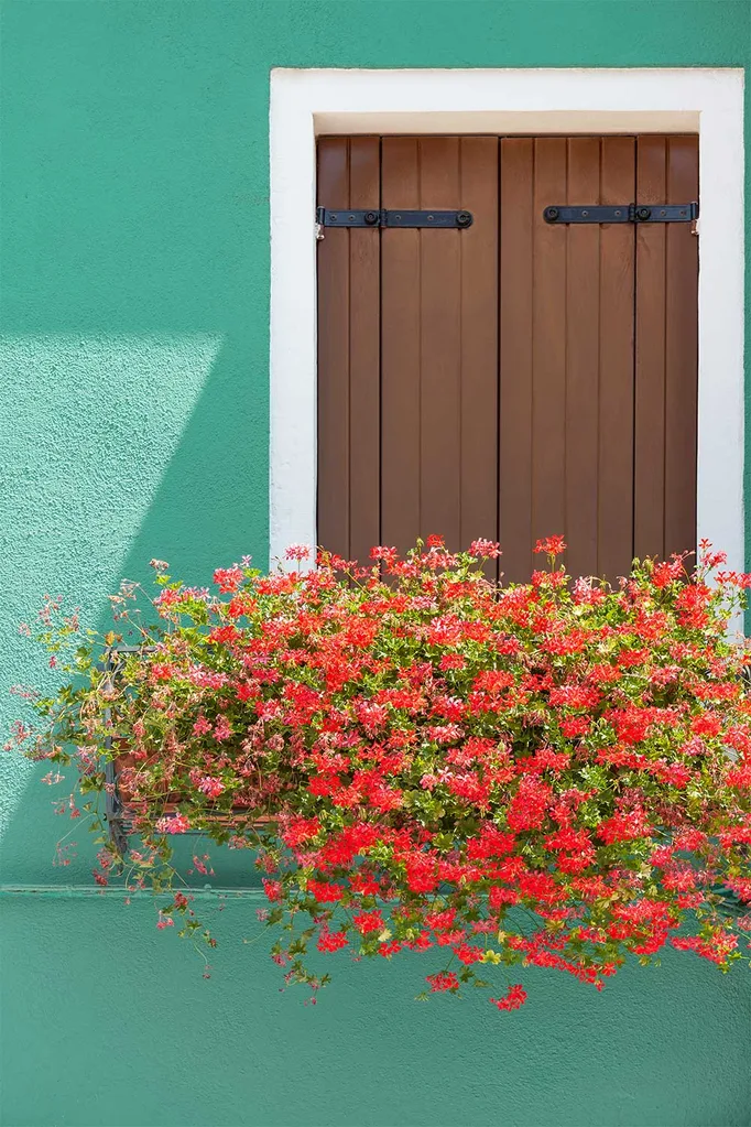 Windowbox flowers