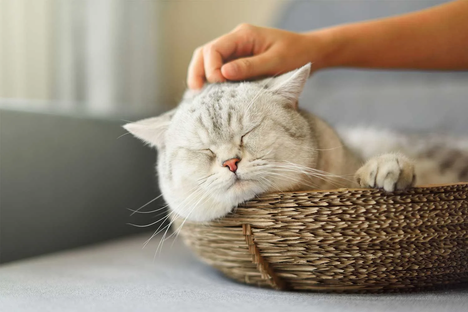 6 myths about ticks, fleas and worms you probably believe