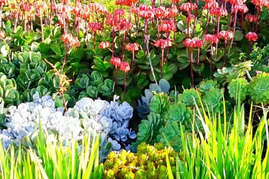 Water saving tips and growing succulents