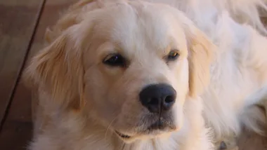 How to teach a dog good manners with Dr Harry