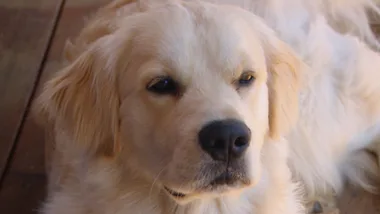 How to teach a dog good manners with Dr Harry