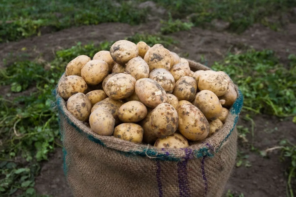 Potatoes in a heshen sack