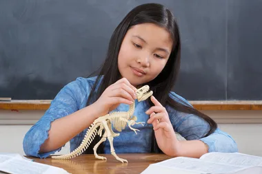 girl looking at model dinosaur skeleton