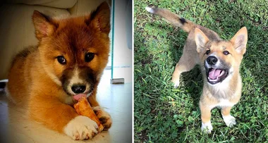 Family puppy found to be endangered dingo species