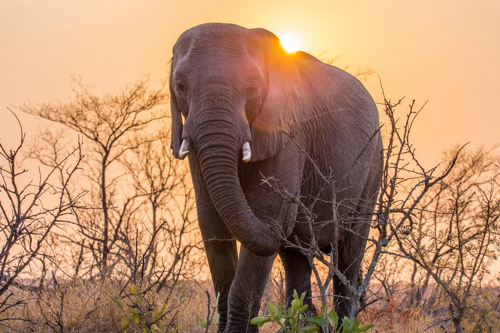 south africa