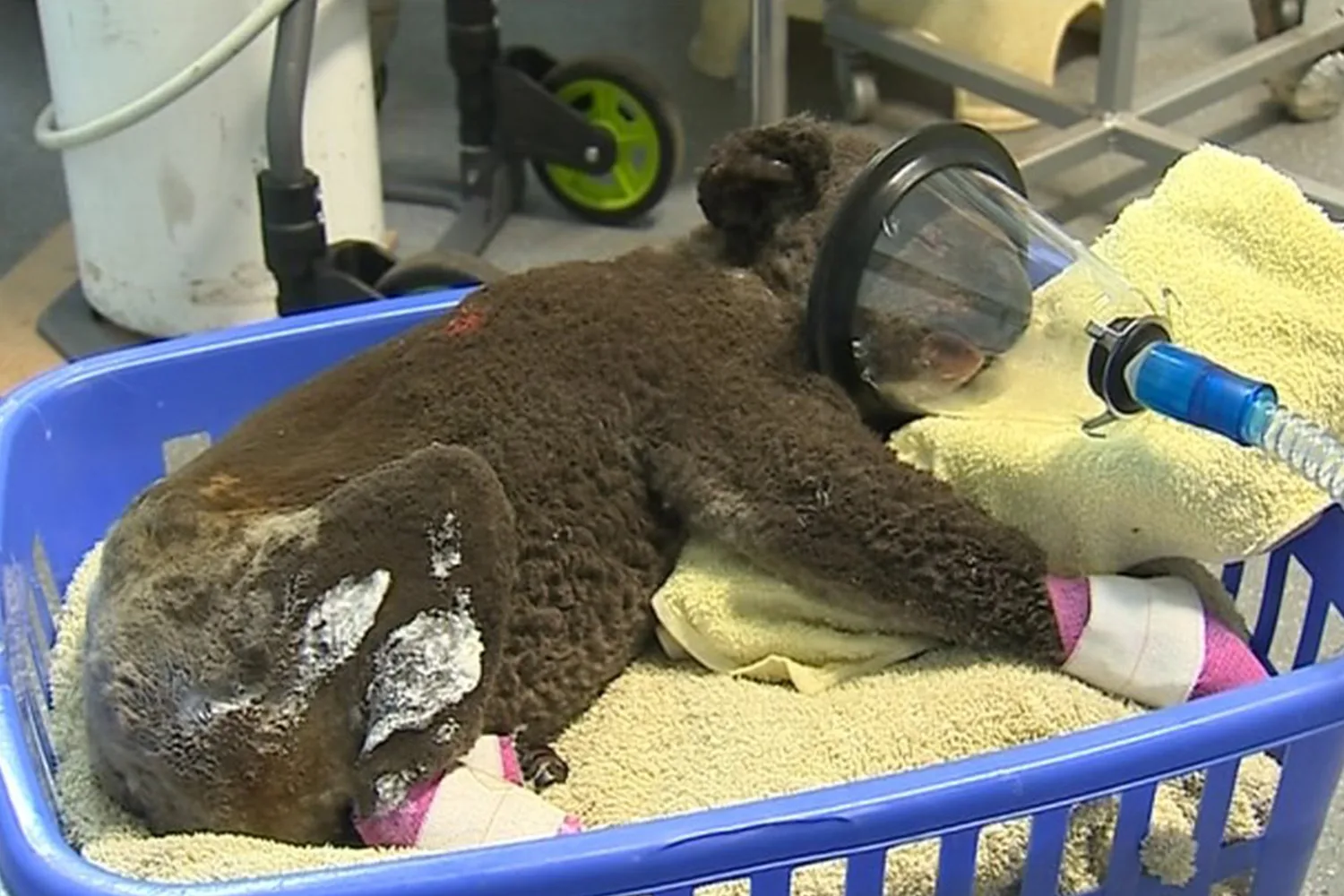 Port Macquarie Koala Hospital