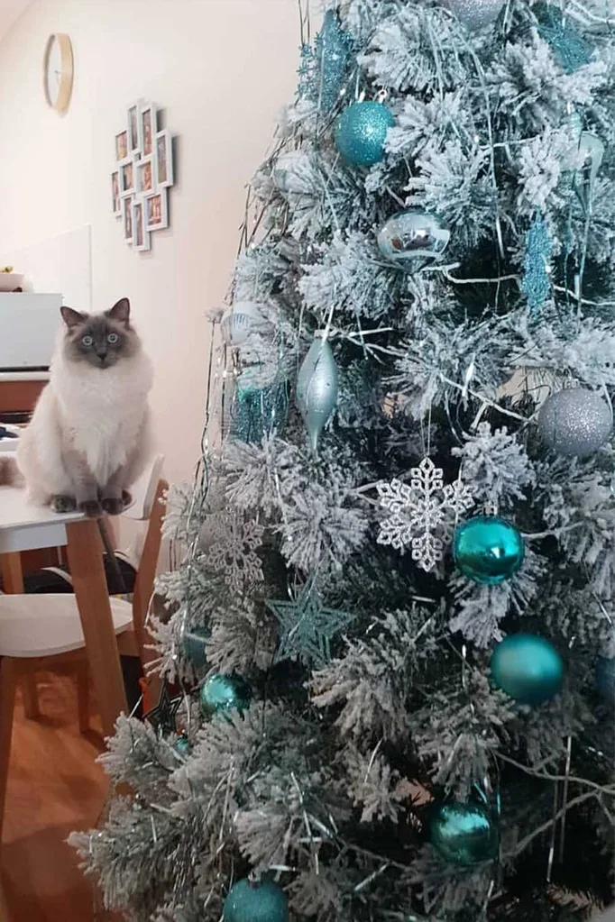 Rachel Beattie's Christmas tree