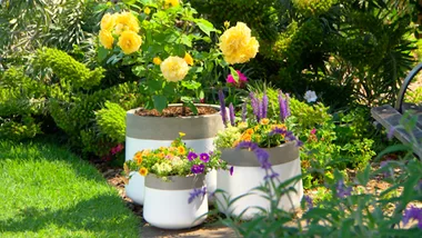 How to get the best out of your roses this season