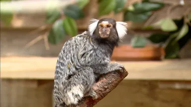 Behind the Scenes with Dr Harry at Symbio Wildlife Park