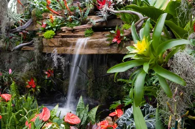 How to grow bromeliads and choose garden art