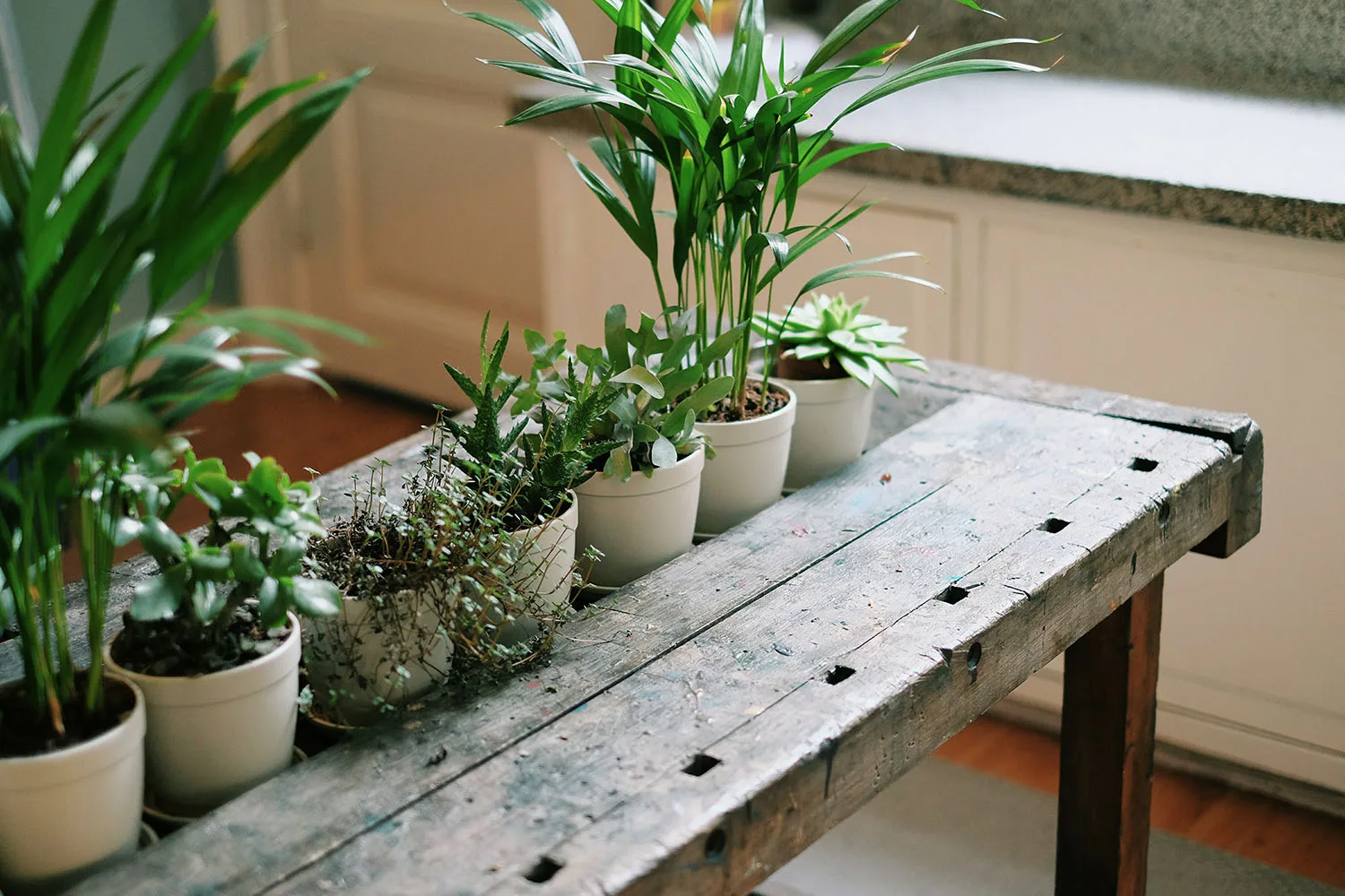 indoor plants on table