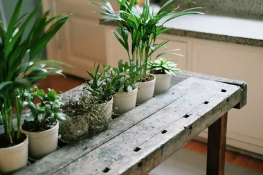 indoor plants on table