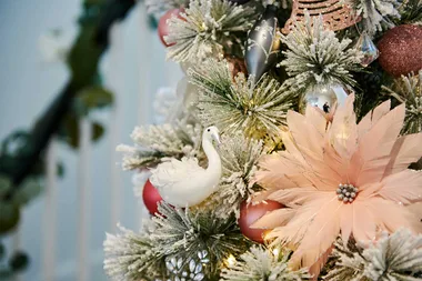 Is this Australia’s most popular Christmas tree?