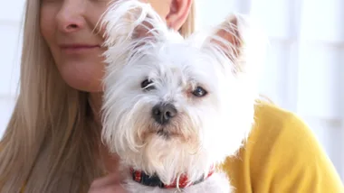 Dr Harry visits a fussy eater Shih Tzu