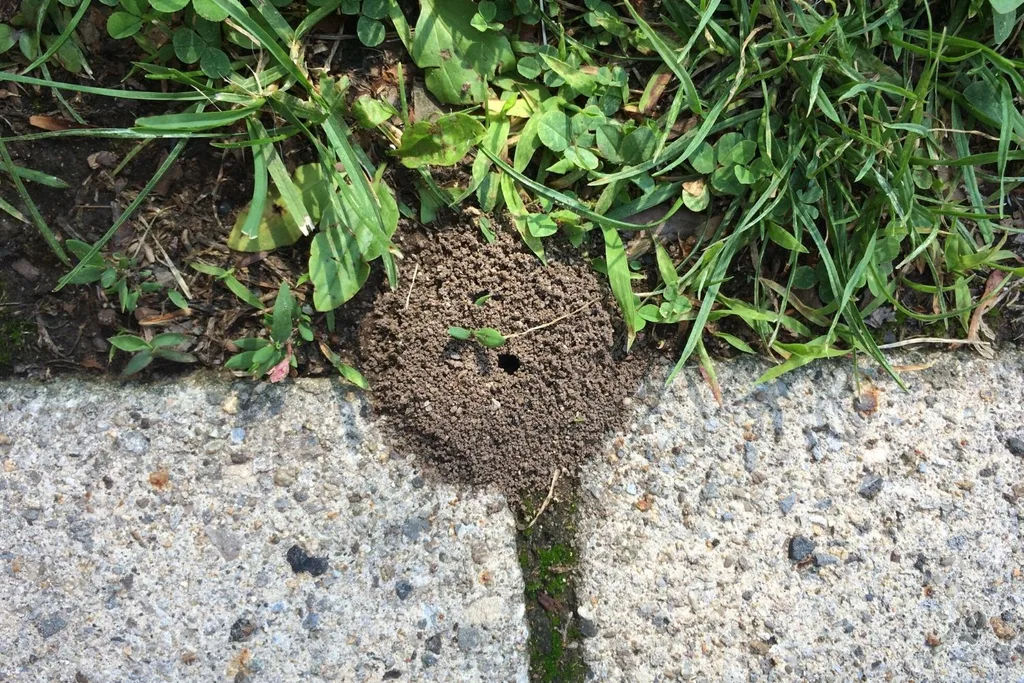 ant nest