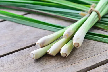 How to grow lemongrass at home