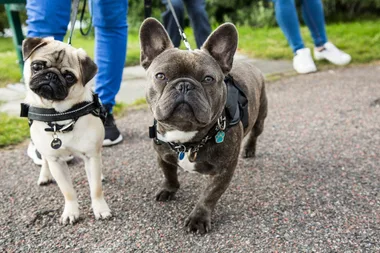 The best dog harness for your pup