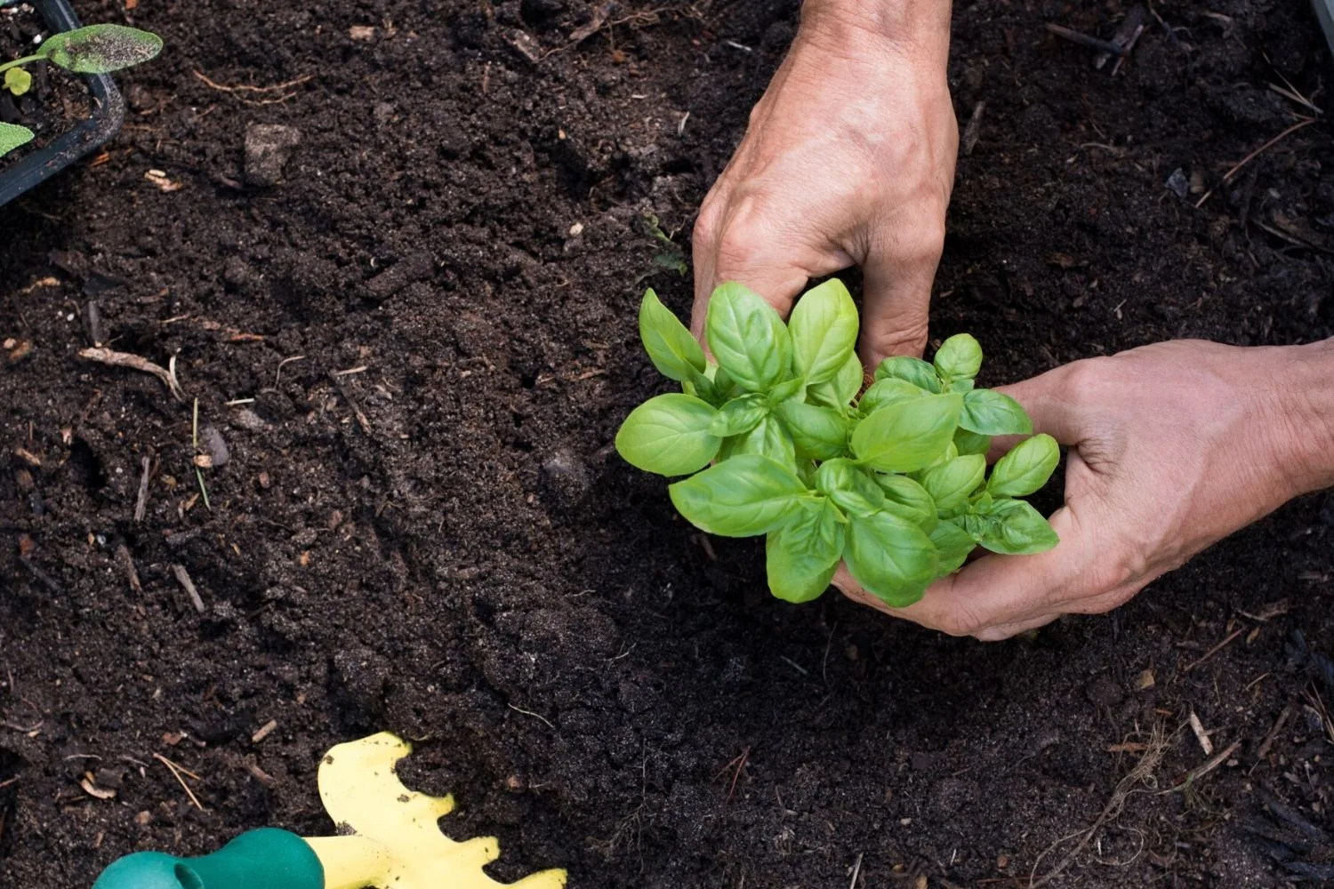 planting basil