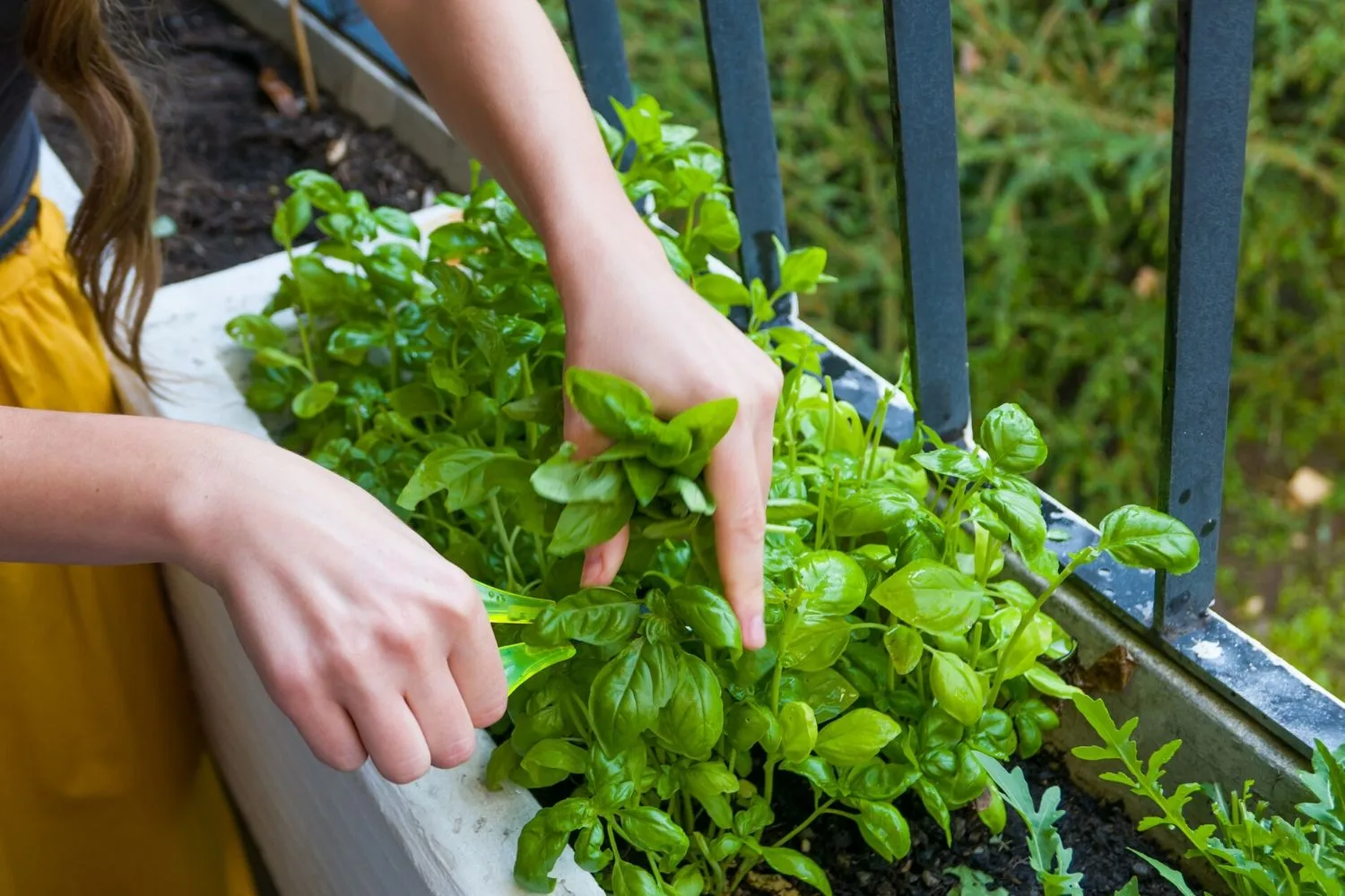 basil