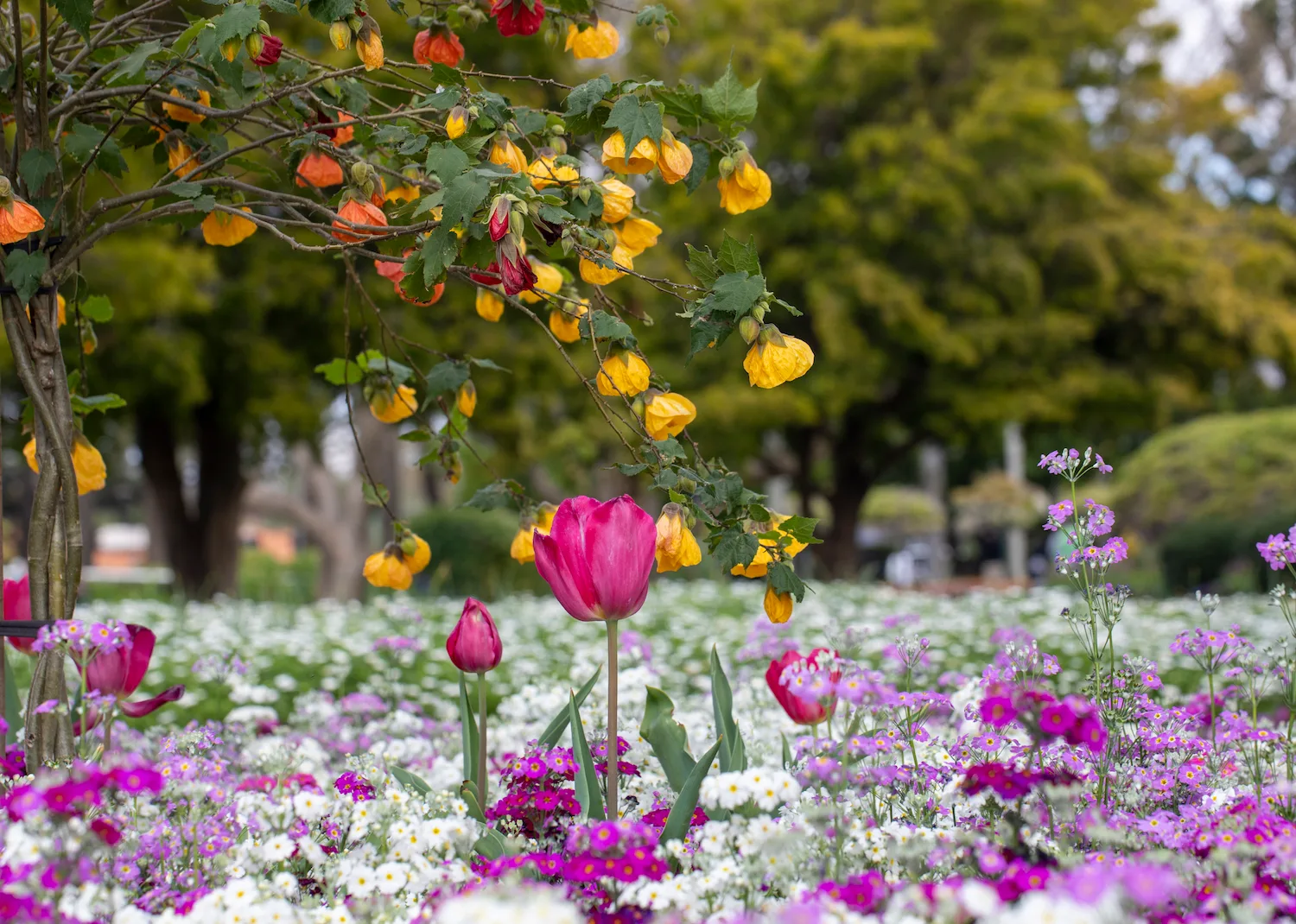 The Toowoomba Carnival of Flowers takes place annually in September