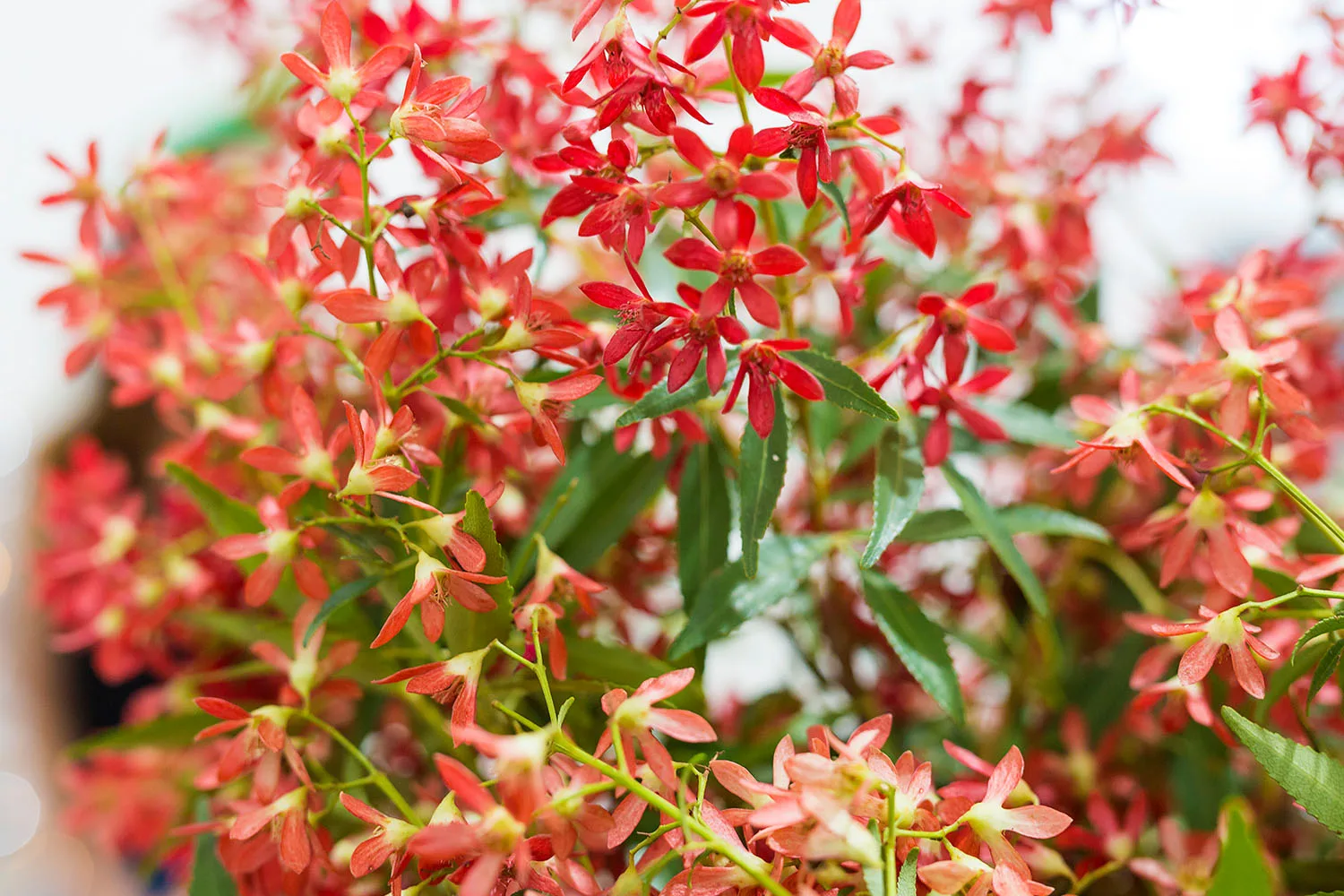 Christmas bush