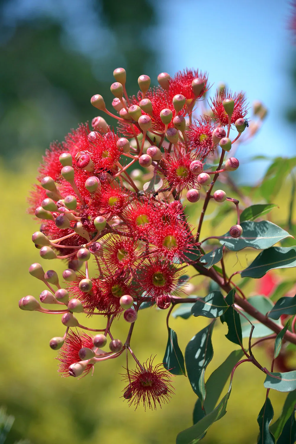 Flowering Gum