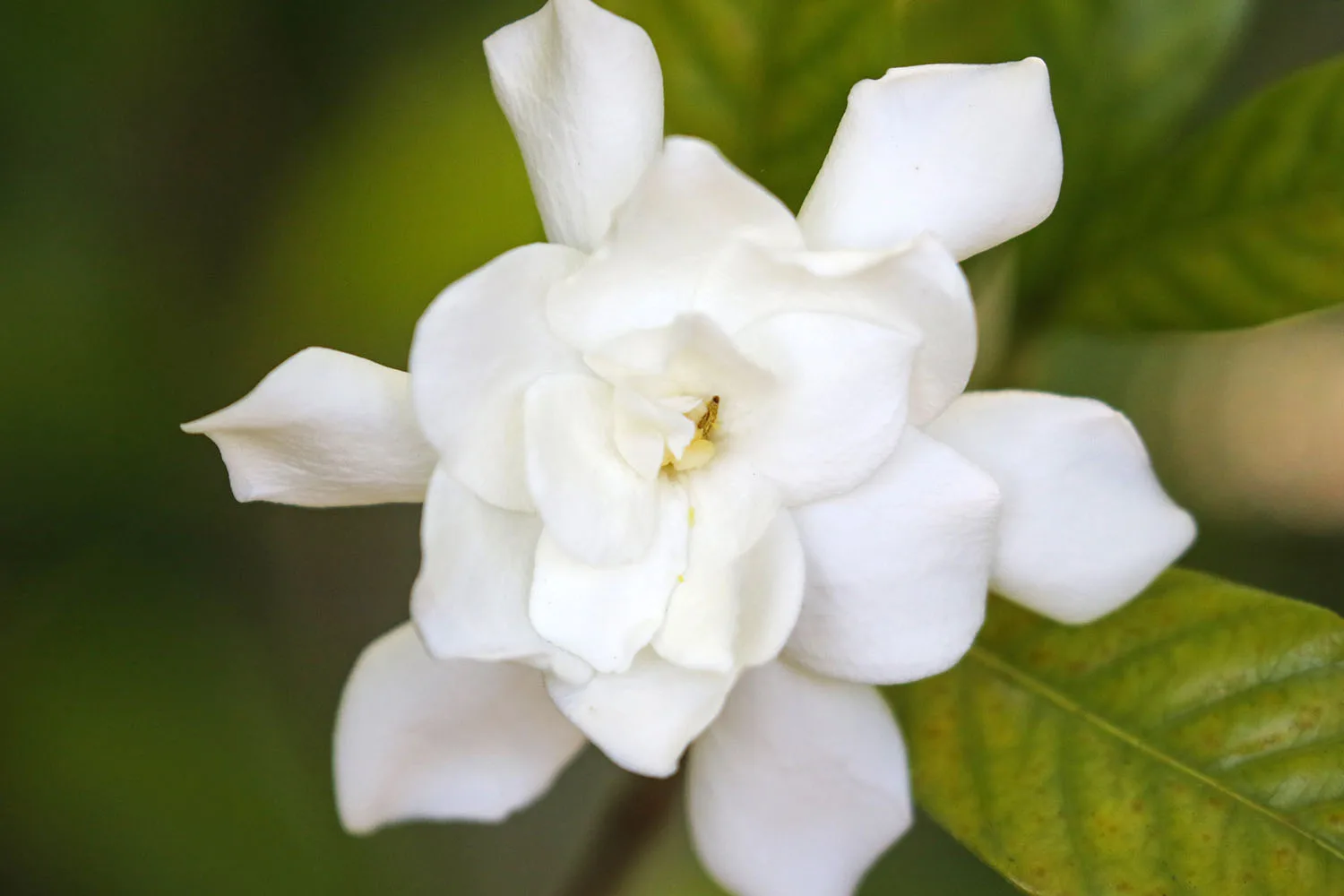 Gardenia flower