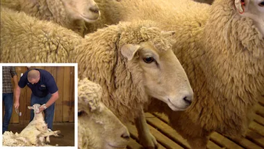 Adam and Jason show you how to shear a sheep