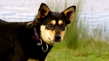 Meet the dogs at the Australian Working Dog rescue centre