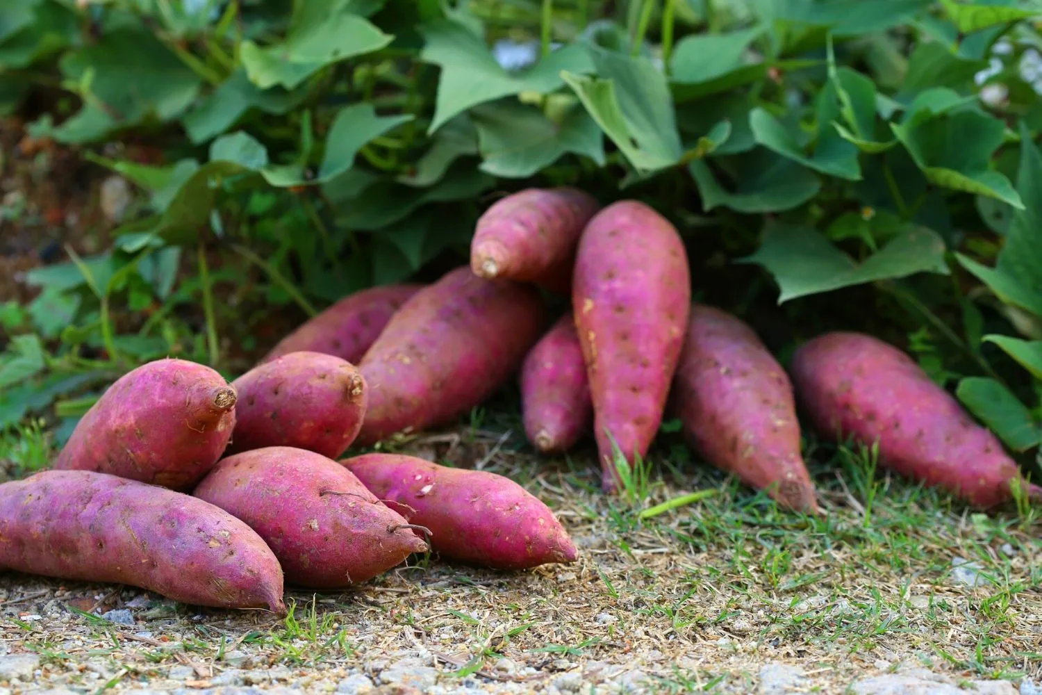 sweet potato