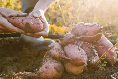 How to grow sweet potatoes at home