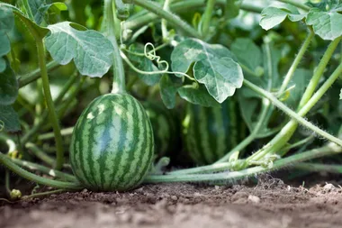 How to grow watermelons