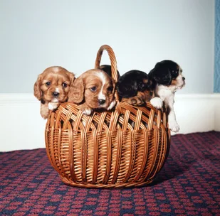 30 of the cutest names for a puppy
