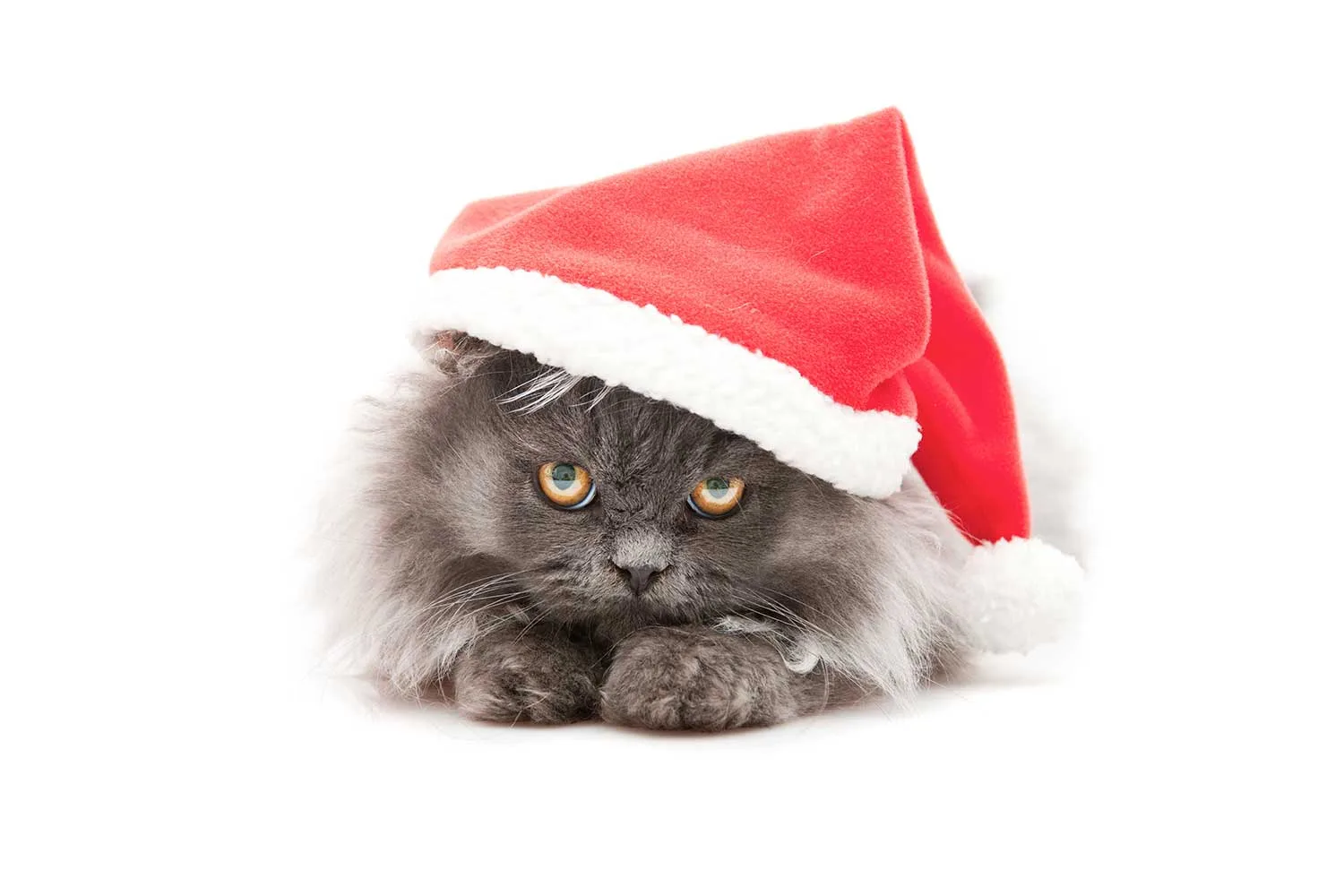 Cat with santa hat on