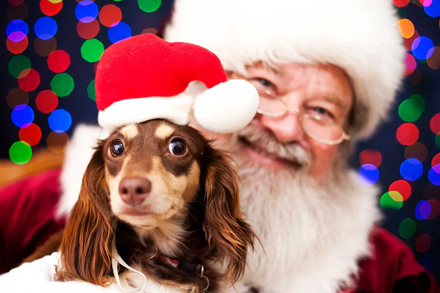 Dog with Santa