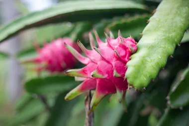 How to grow dragon fruit
