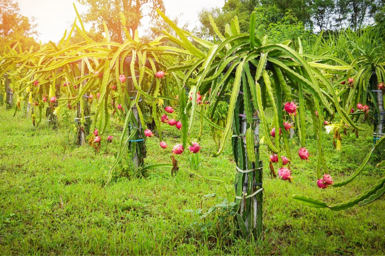 How to Grow Dragon Fruit: Pitaya Growing & Planting Tips