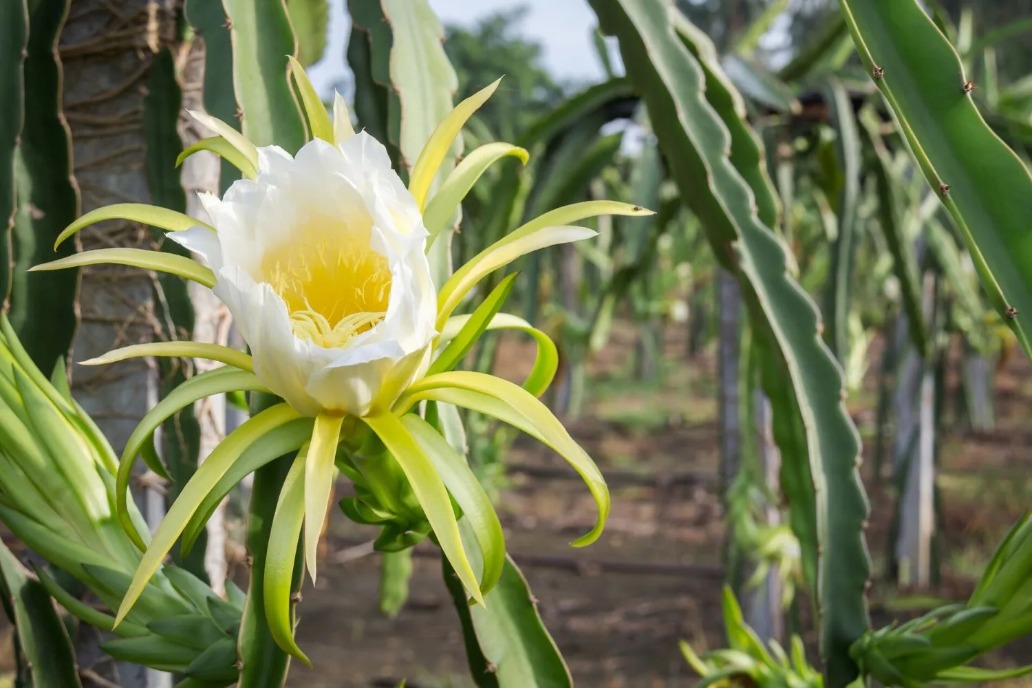 dragonfruit flowers