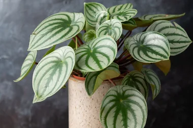 How to care for watermelon peperomia