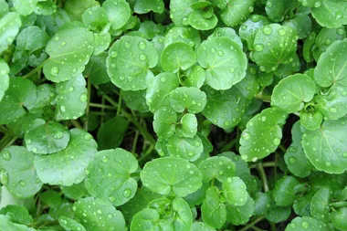 3 ways to grow watercress at home