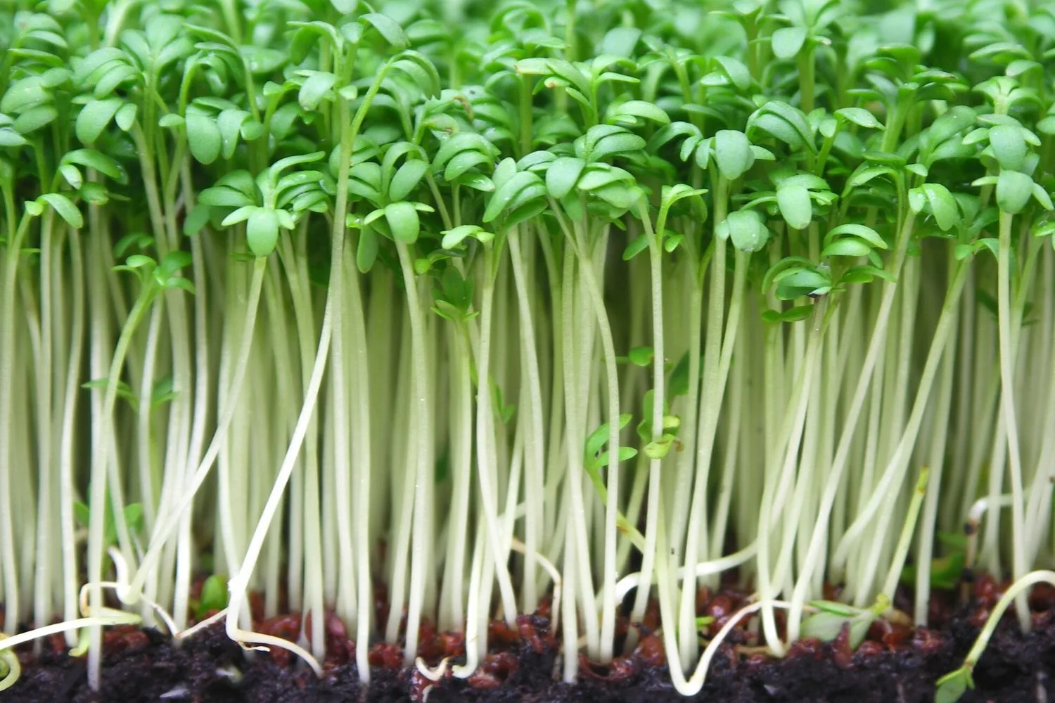 watercress