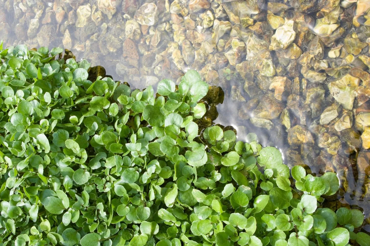 pond
