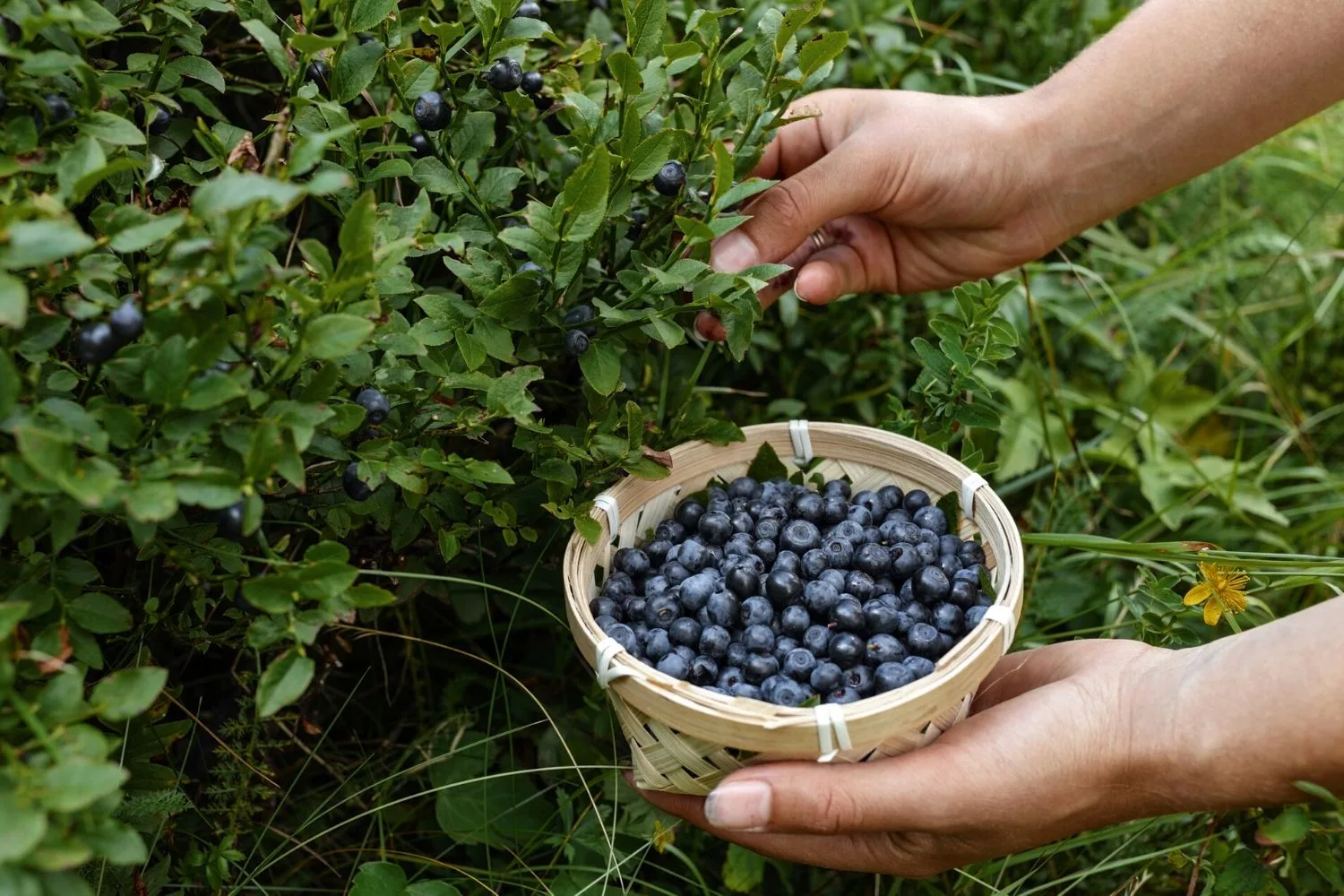 harvest