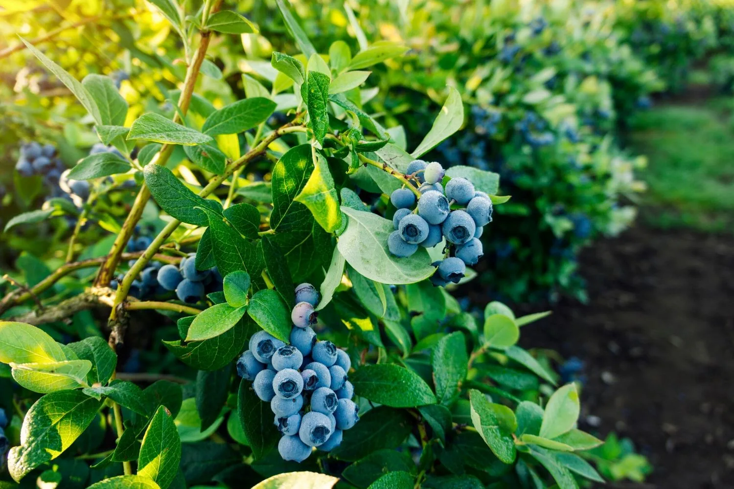 blueberries