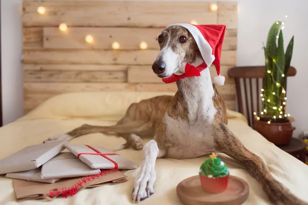 greyhound wearing santa hat