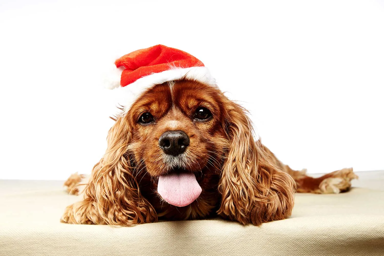 Top 15 pet Christmas costumes for 2021
