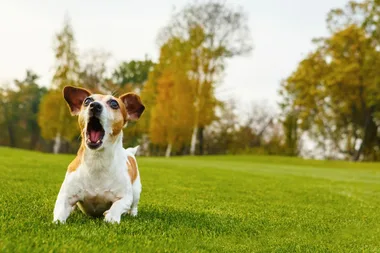Do dog barking collars actually work?