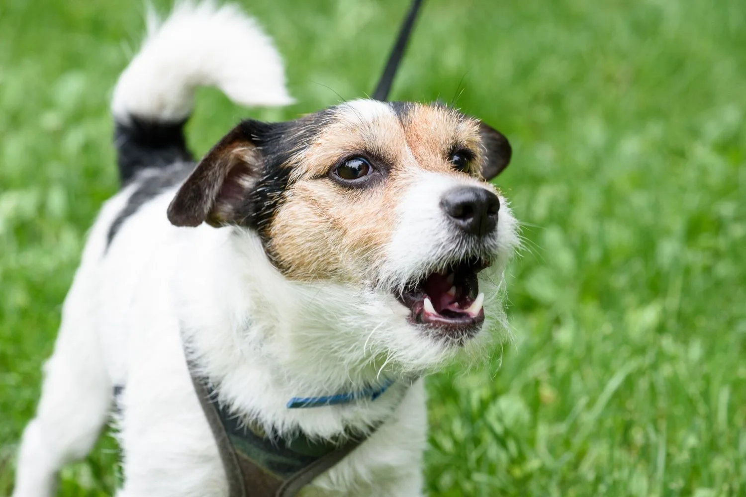 dog barks